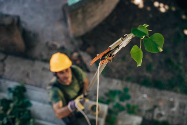 Tree Branch Trimming in Nederland, TX